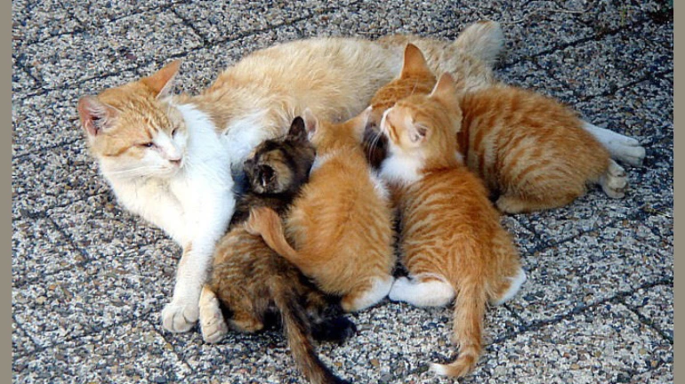 BMC to sterilise stray cats under Animal Birth Control programme BMC to sterilise stray cats under Animal Birth Control programme