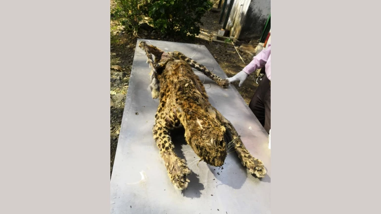 Leopard carcass update: Researchers at SGNP identify leopard as L-28 Leopard carcass update: Researchers at SGNP identify leopard as L-28