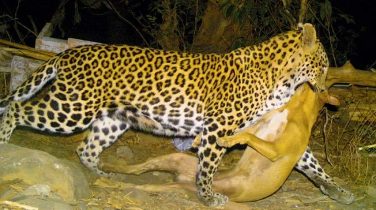 Maharashtra: Leopard Deaths in 2020 Is At Its Highest in 5 Years Maharashtra: Leopard Deaths in 2020 Is At Its Highest in 5 Years