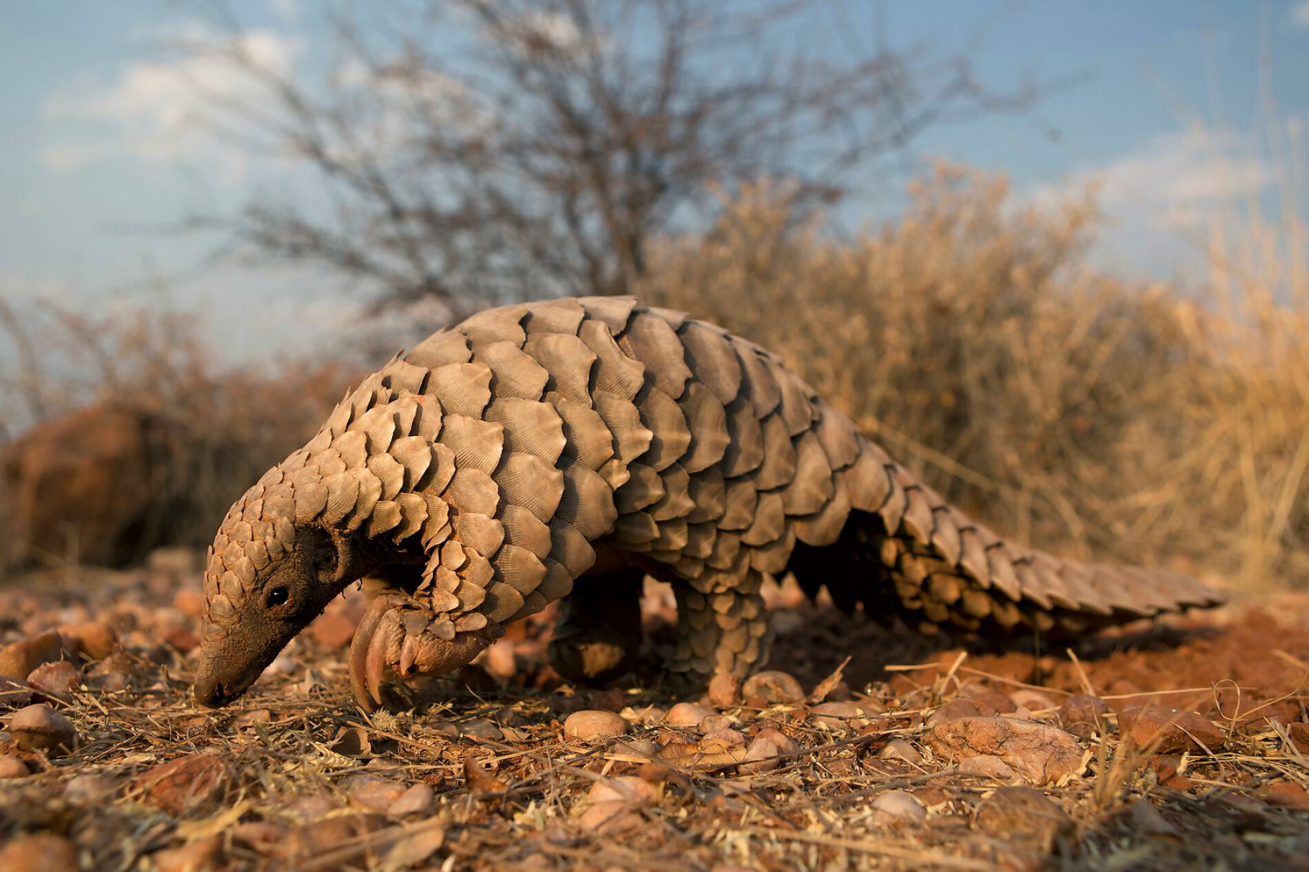 Thane crime branch busts plans to sell endangered Pangolin by arresting two