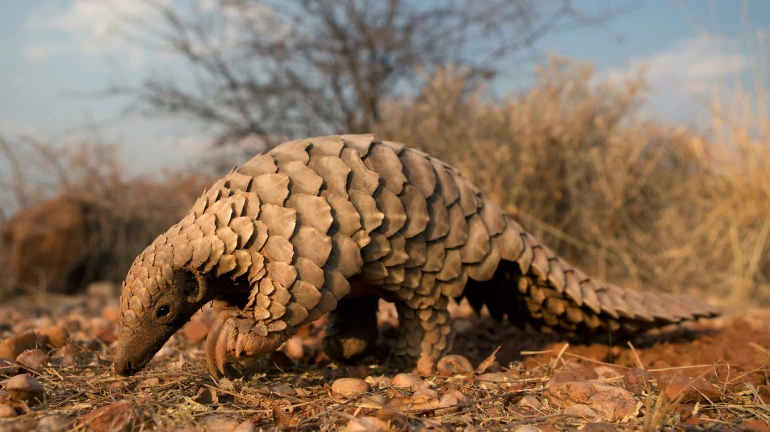 Thane crime branch busts plans to sell endangered Pangolin by arresting two