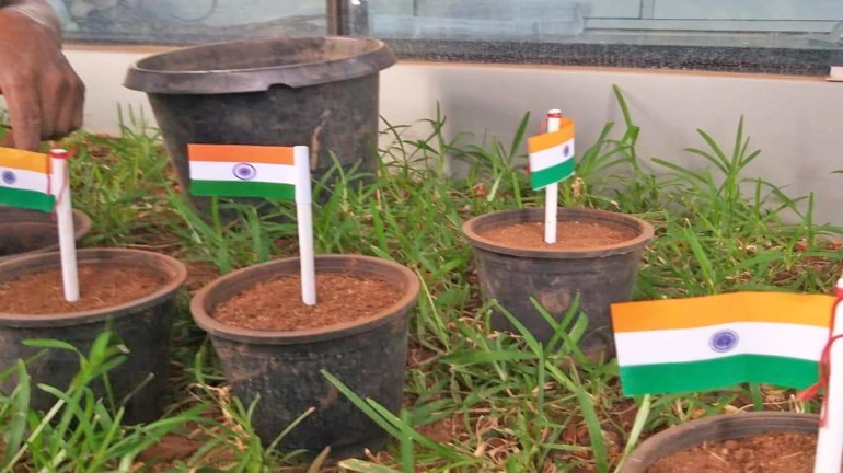 'हिरवळीचा झेंडा' रोखणार राष्ट्रध्वजाचा अवमान! 'हिरवळीचा झेंडा' रोखणार राष्ट्रध्वजाचा अवमान!