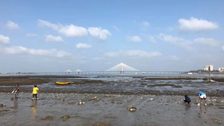 Mahim beach to get a makeover worth ₹1.4 crores Mahim beach to get a makeover worth ₹1.4 crores