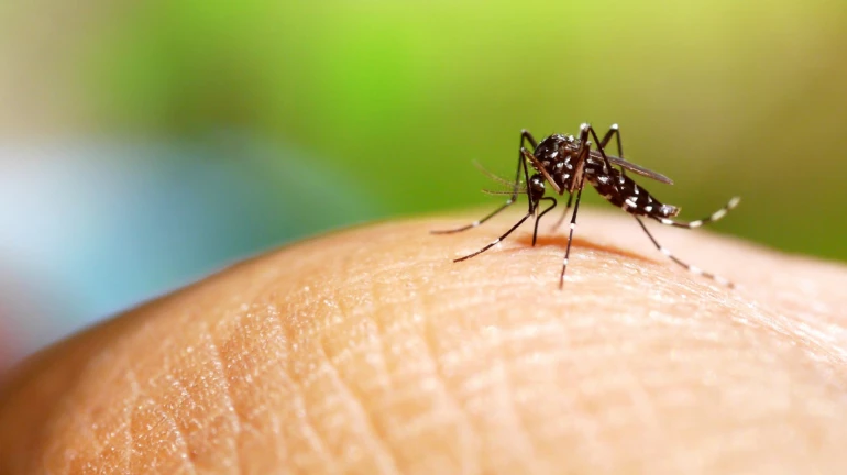 Dengue cases up by 41 per cent in Maharashtra