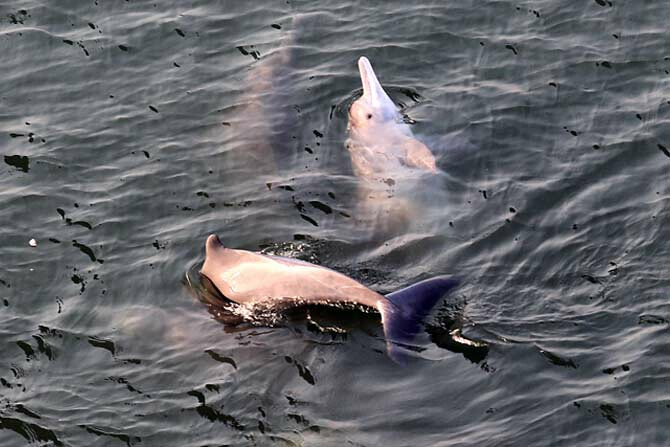 मुंबईच्या किनारपट्ट्यांवर डाॅल्फिन!