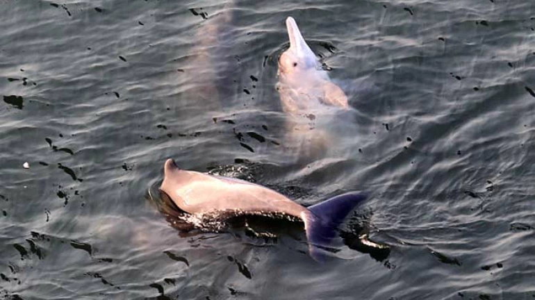 मुंबईच्या किनारपट्ट्यांवर डाॅल्फिन! मुंबईच्या किनारपट्ट्यांवर डाॅल्फिन!