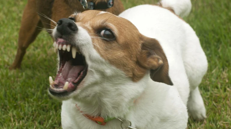 BMC is reeling under shortage of anti-rabies vaccine BMC is reeling under shortage of anti-rabies vaccine