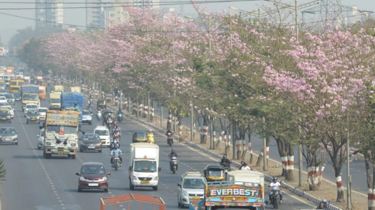 पूर्व द्रुतगती मार्गावर फुलली 'बसंत रानी' पूर्व द्रुतगती मार्गावर फुलली 'बसंत रानी'