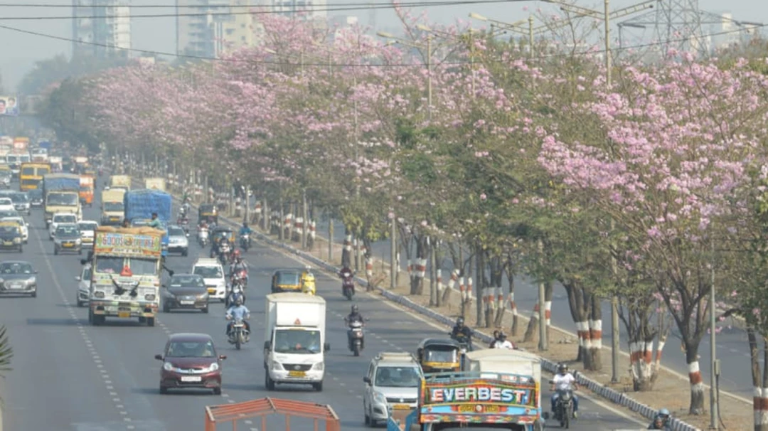 Bmc plants the new basant rani flower tree at eastern express highway ...