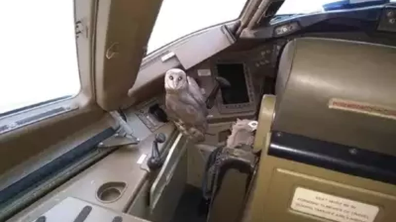 Nocturnal Pilot: Owl spotted in the cockpit of a Jet Airways flight