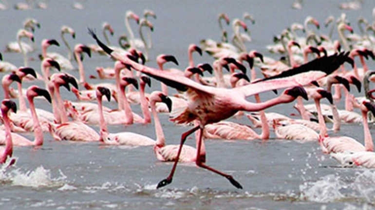 मुंबईत फ्लेमिंगोच्या संख्येत वाढ मुंबईत फ्लेमिंगोच्या संख्येत वाढ