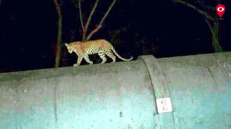 State Government forms Special Committee for human-animal conflict cases State Government forms Special Committee for human-animal conflict cases