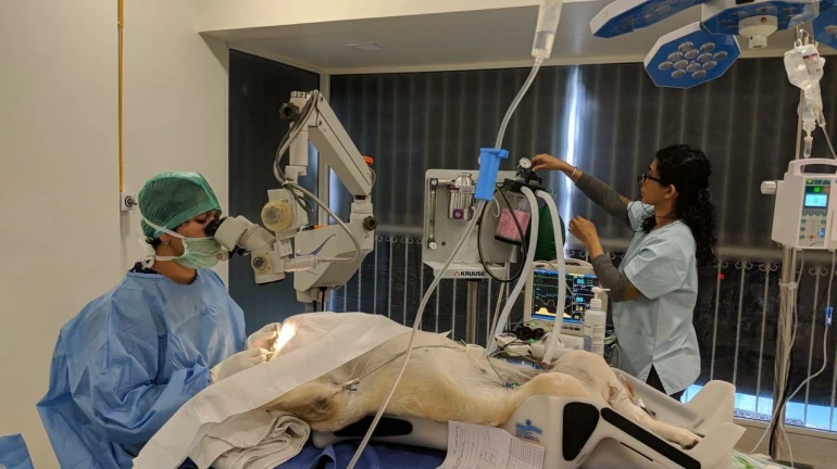 जानवरों की आंख का इलाज करने वाला मुंबई का पहला अस्पताल खुला जानवरों की आंख का इलाज करने वाला मुंबई का पहला अस्पताल खुला