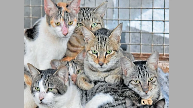 BMC to conduct sterilisation of cats as a part of Animal Birth Control initiative