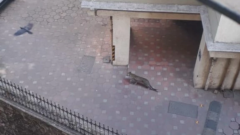 Leopard spotted at a residential building near Vijay Nagar in Marol