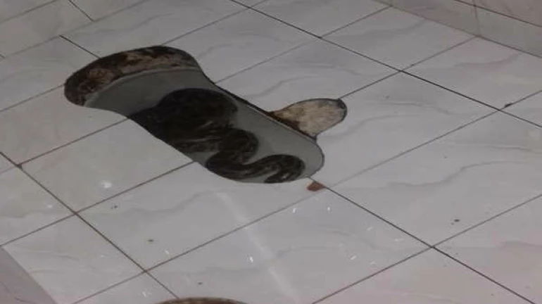 टाॅयलेटमध्ये आढळला ७ फूट लांब अजगर टाॅयलेटमध्ये आढळला ७ फूट लांब अजगर