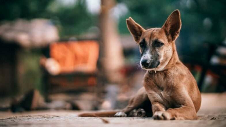 Woman fined ₹75,000 For Feeding Stray Dogs