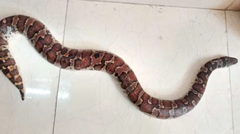 कांदिवलीत बँकेच्या शौचालयात आढळला ढुरक्या घोणस कांदिवलीत बँकेच्या शौचालयात आढळला ढुरक्या घोणस