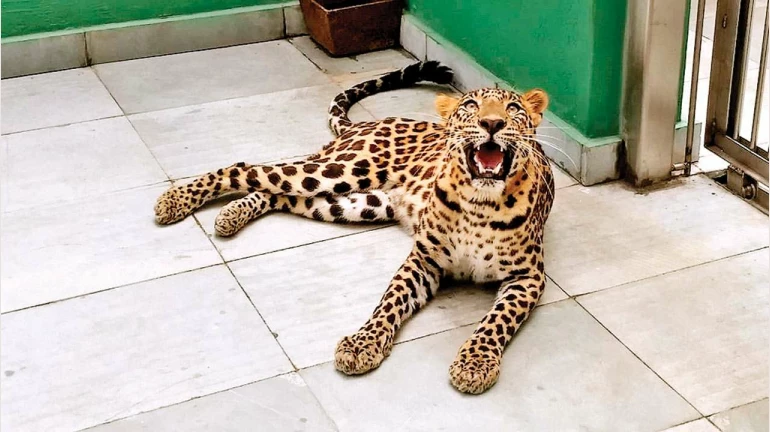 Leopards Thrive in Mumbai's Urban Landscape, Reveals Study