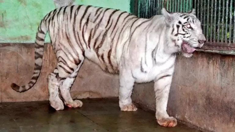 Forest Department Investigating Likely Tiger Poaching Case in Gondia Forest Department Investigating Likely Tiger Poaching Case in Gondia