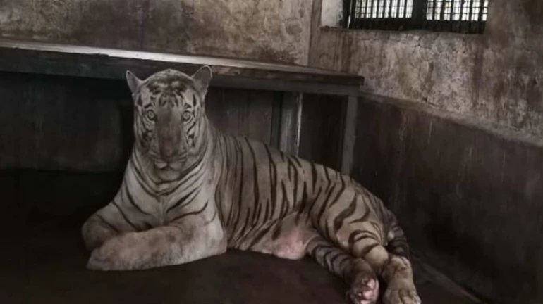 संजय गांधी नेशनल पार्क के सफेद बाघ 'बाजीराव' की मौत
