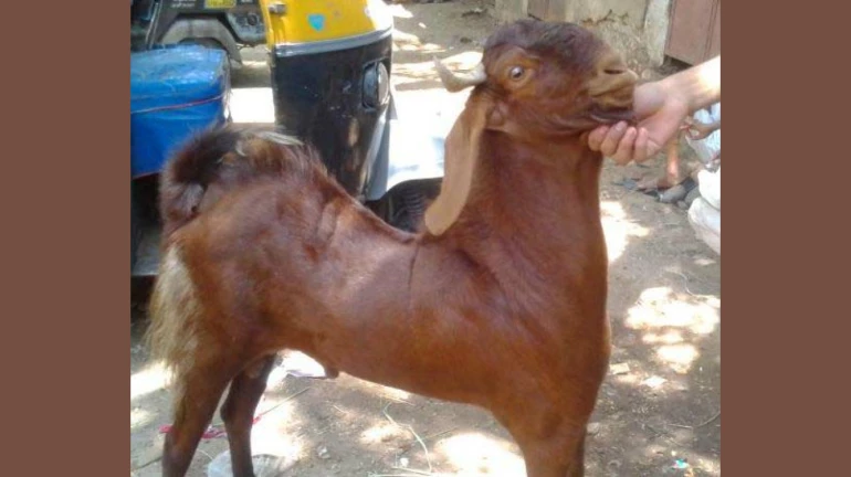 विक्रोली में बकरी ने ली बच्चे की जान विक्रोली में बकरी ने ली बच्चे की जान