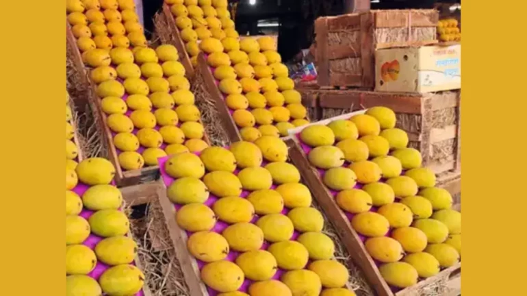 आंब्याच्या १०९ पेट्या परस्पर विकून देवगडच्या व्यापाऱ्याची फसवणूक आंब्याच्या १०९ पेट्या परस्पर विकून देवगडच्या व्यापाऱ्याची फसवणूक