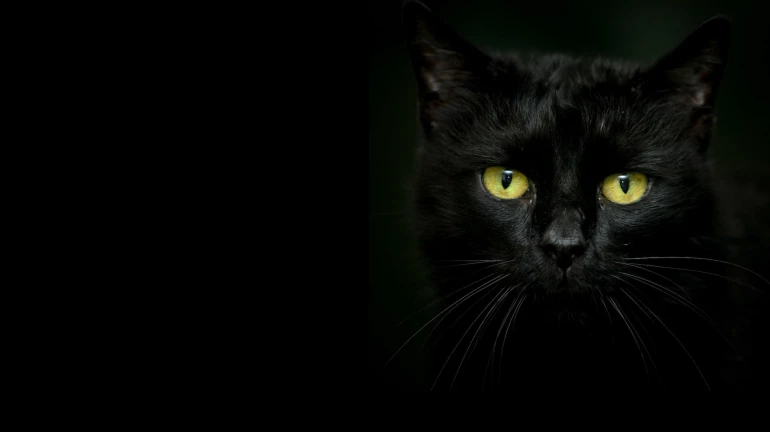 काला जादू का शक, फ्लैट से मिले मृत जानवरों के कंकाल और कुत्ते, बिल्लियां