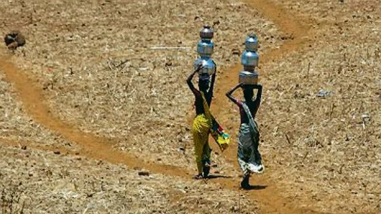 Farmers worry as Maharashtra's Vidarbha region receives 11% less rainfall Farmers worry as Maharashtra's Vidarbha region receives 11% less rainfall