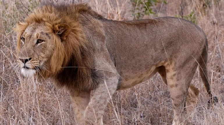 अब मुंबई में भी दहाड़ेगे गुजरात के शेर अब मुंबई में भी दहाड़ेगे गुजरात के शेर