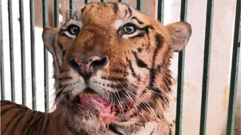 Sanjay Gandhi National Park tiger ‘Yash’ dies of cancer