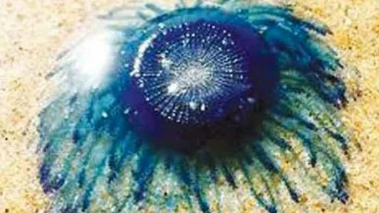 पावसाळ्यापूर्वीच गिरगाव चौपाटीवर आढळले विषारी 'ब्लू बटण' जेलीफिश पावसाळ्यापूर्वीच गिरगाव चौपाटीवर आढळले विषारी 'ब्लू बटण' जेलीफिश