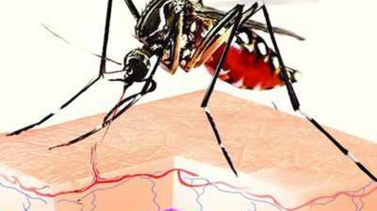 840 cases similar to dengue reported in last five months in Mumbai 840 cases similar to dengue reported in last five months in Mumbai
