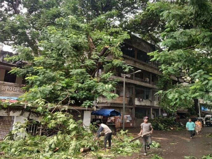 मालाडमध्ये झाडाची फांदी कोसळून ३८ वर्षीय व्यक्तीचा मृत्यू