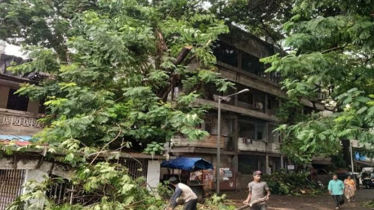 38-year-old man dies after a tree branch falls on him