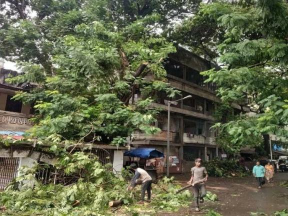 Tree Collapse Claims 3 Lives in Mumbai