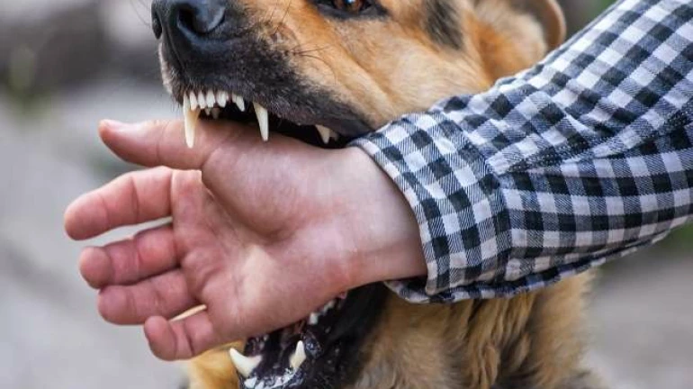 Almost 36,431 cases of rabies reported in Mumbai