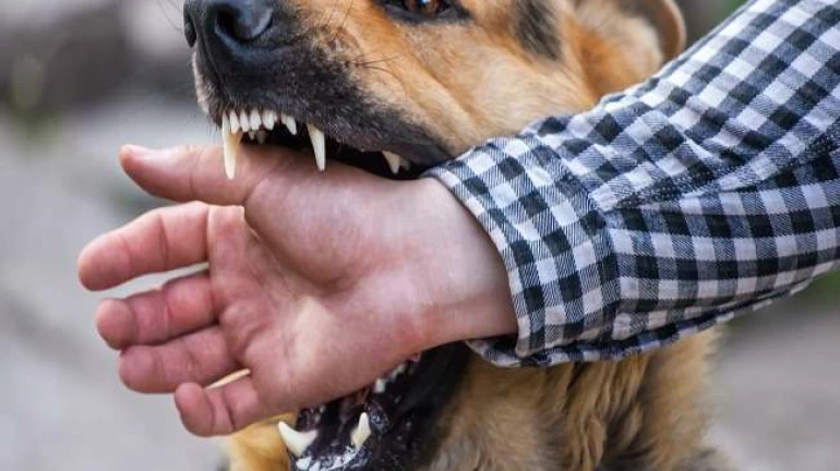 Almost 36,431 cases of rabies reported in Mumbai Almost 36,431 cases of rabies reported in Mumbai