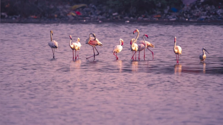 City's First Mangrove Park in Airoli Planned to Boost Eco-Tourism City's First Mangrove Park in Airoli Planned to Boost Eco-Tourism