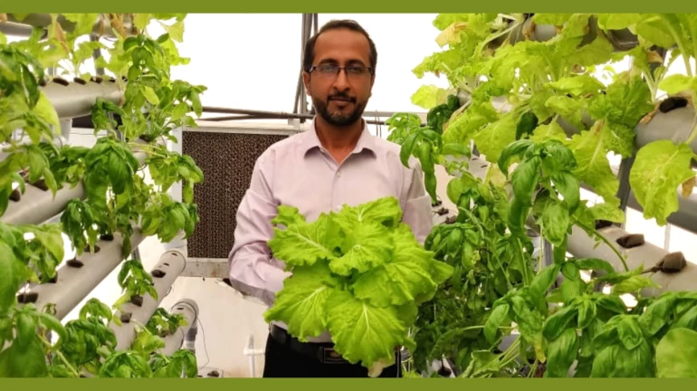 फवारणी न केलेल्या भाज्या खायच्यात? मग मातीविना टेरेसवर फुलवा शेत मळा फवारणी न केलेल्या भाज्या खायच्यात? मग मातीविना टेरेसवर फुलवा शेत मळा