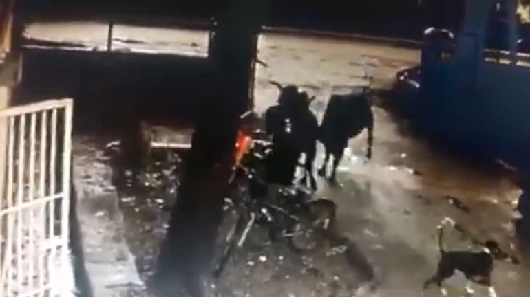 बैल के हमले से IIT का छात्र हुआ घायल बैल के हमले से IIT का छात्र हुआ घायल