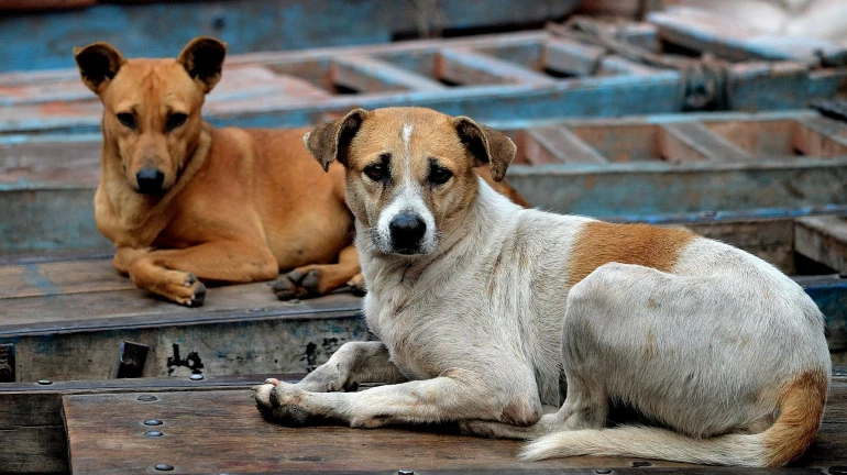 अंबरनाथ रेल्वे स्थानकाबाहेर दोन भटक्या कुत्र्यांचा 52 जणांवर हल्ला
