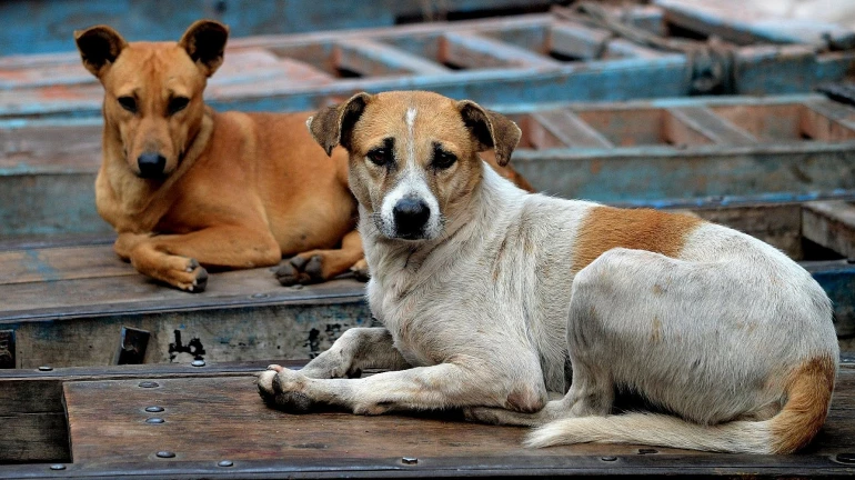 महालक्ष्मी, मालाड, देवनारमध्ये प्राण्यांसाठी स्मशानभूमी महालक्ष्मी, मालाड, देवनारमध्ये प्राण्यांसाठी स्मशानभूमी