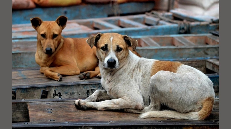 Mumbai Police allows animal lovers to feed stray animals and birds but only from 5.30am to 7.30am