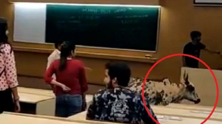 IIT बॉम्बे में लेक्चर के दौरान गाय दिखने का मामला, संस्थान ने किया समिति का गठन IIT बॉम्बे में लेक्चर के दौरान गाय दिखने का मामला, संस्थान ने किया समिति का गठन