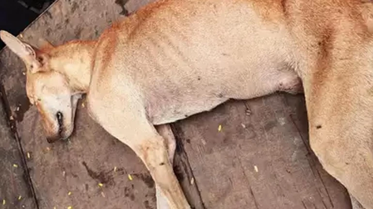 मार-मार कर कुत्ते को कर दिया घायल, दो गिरफ्तार मार-मार कर कुत्ते को कर दिया घायल, दो गिरफ्तार