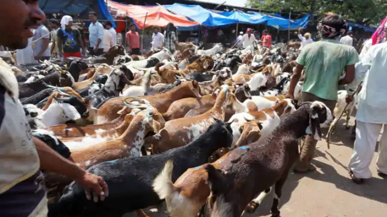 Bombay HC restricts animal slaughter in housing societies and apartments Bombay HC restricts animal slaughter in housing societies and apartments