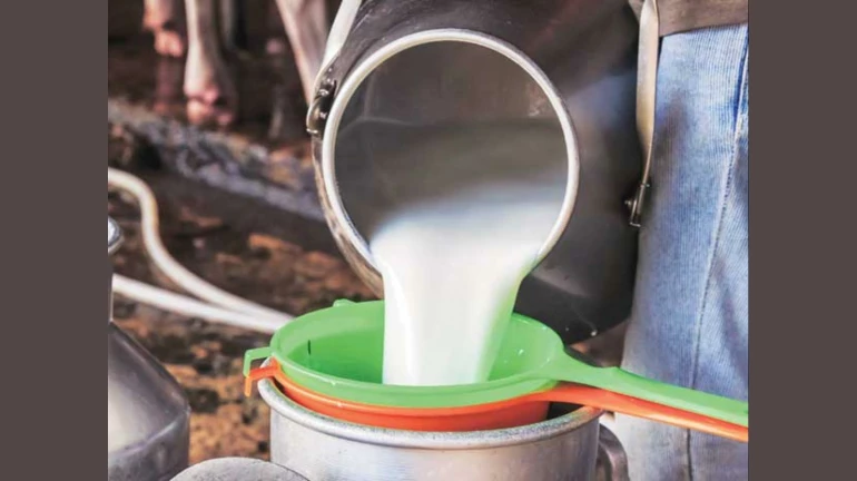 Dairy farmers facing huge losses across Maharashtra due to the lockdown Dairy farmers facing huge losses across Maharashtra due to the lockdown