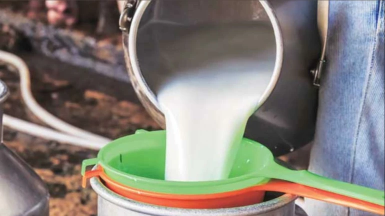 Maharashtra Milk Procurement Falls by Over 7.5 Lakh Litres Daily After FDA Crackdown on Adulteration Maharashtra Milk Procurement Falls by Over 7.5 Lakh Litres Daily After FDA Crackdown on Adulteration