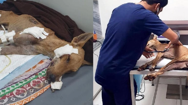 Mercilessly beaten Worli stray dog 'Lucky' dies Mercilessly beaten Worli stray dog 'Lucky' dies
